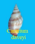 Canarium daveyi, Dekkers & S. J. Maxwell 2020